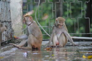 Macaques Waiting To Perform In A Show
