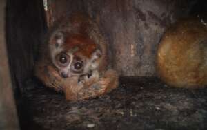 A Rescued Slow Loris