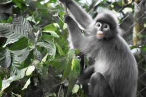 Leaf Monkey In Vietnam