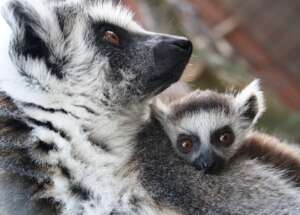 Ring Tailed Lemur Mum And Baby
