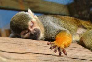Sleeping Squirrel Monkey