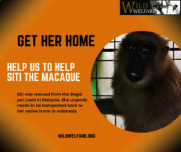 Siti The Macaque - Get Her Home Appeal
