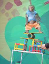 A Macaque Being Made To Perform