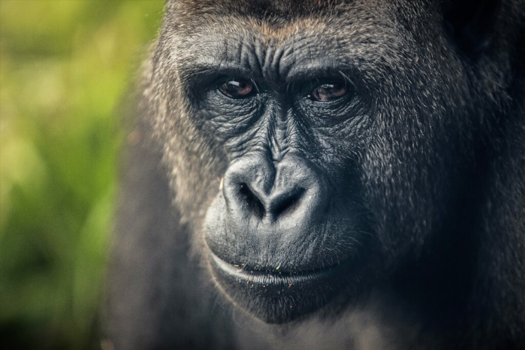 Improving The Welfare Of Captive Primates