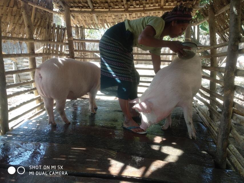 Rural Myanmar Women Prosper with Pig Farming