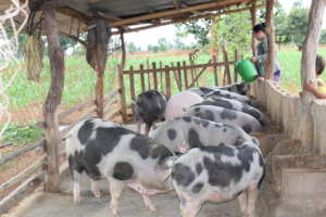 Feeding Time
