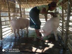 Pig Caring