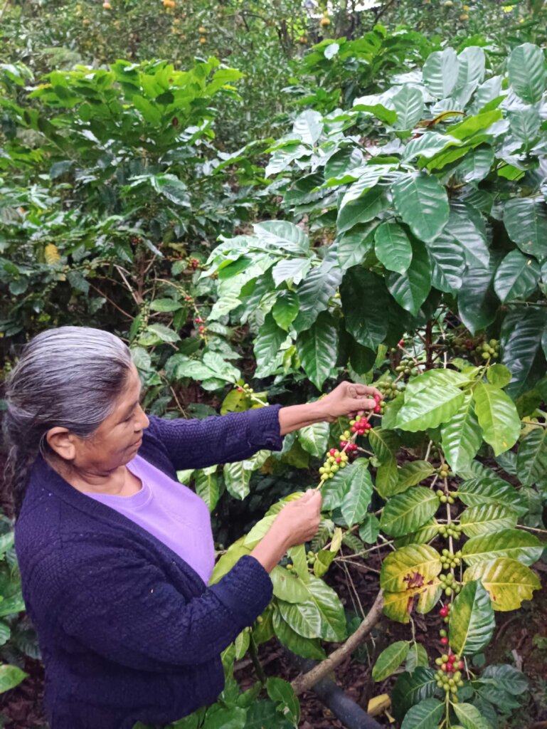 Build Cooperatives with Indigenous Women in Mexico
