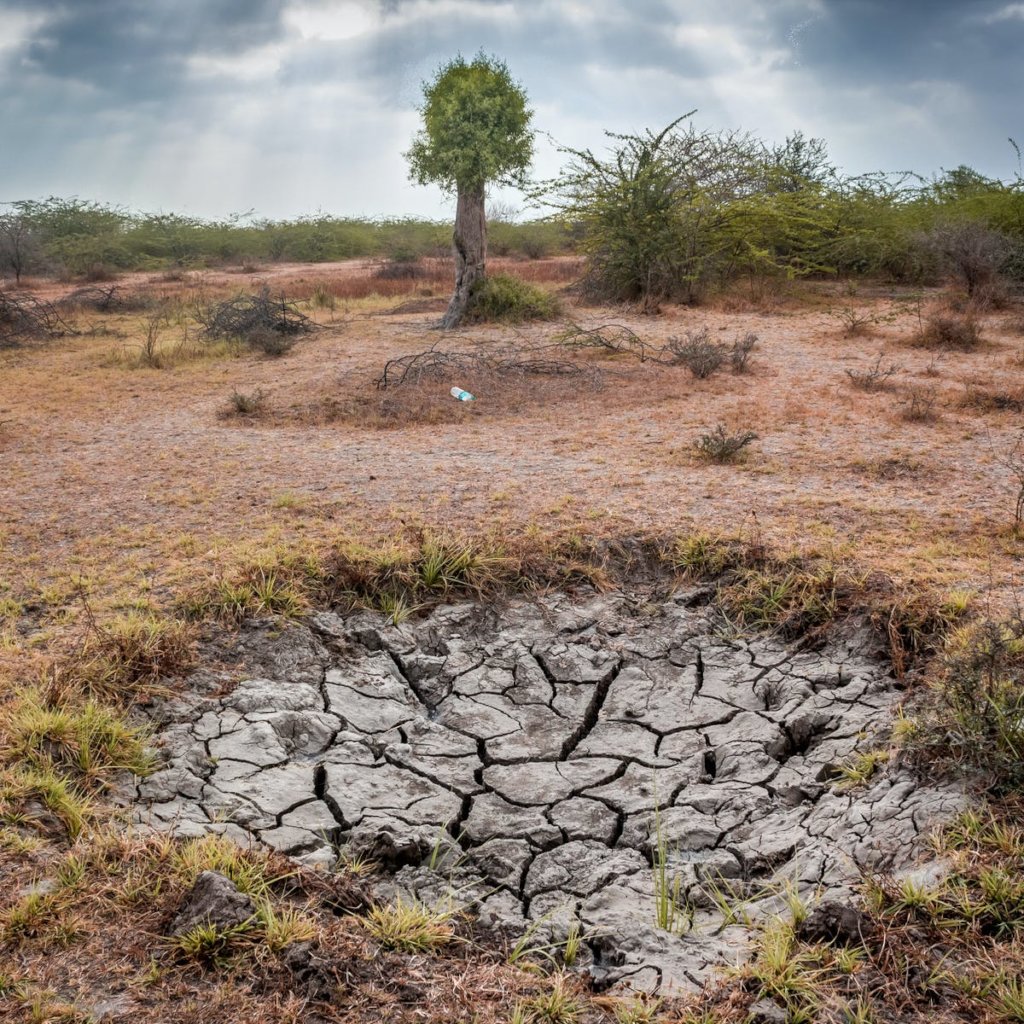 Revive S/East: Go Green-Bio & Solar for Climate