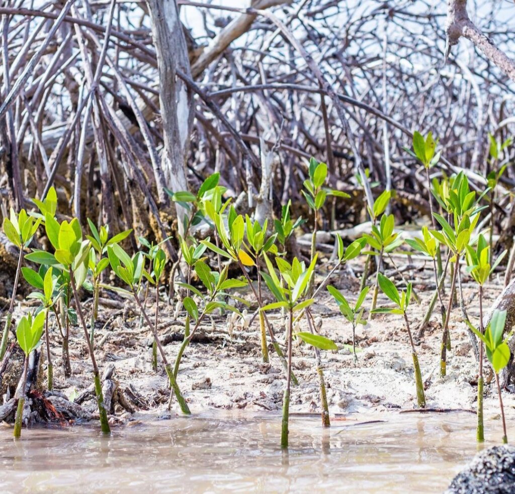 Revive S/East: Go Green-Bio & Solar for Climate