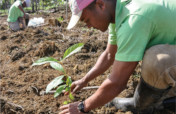 Revive S/East: Go Green-Bio & Solar for Climate