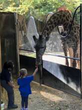 Savannah feeding a giraffe