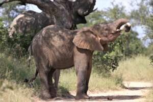 Khanyisa drinking milk in the Bush.
