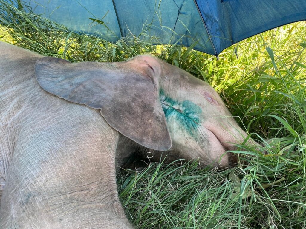 Raise Khanyisa Orphaned Elephant Snaring Survivor