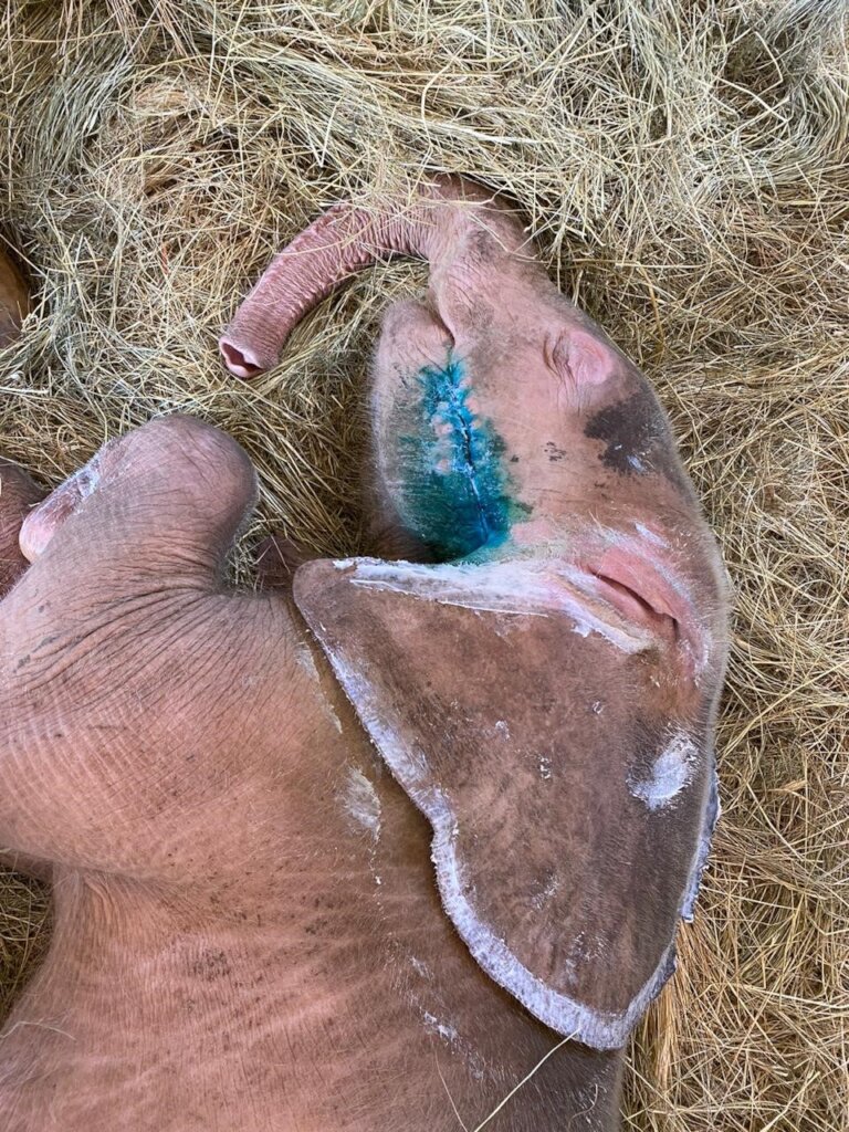 Raise Khanyisa Orphaned Elephant Snaring Survivor