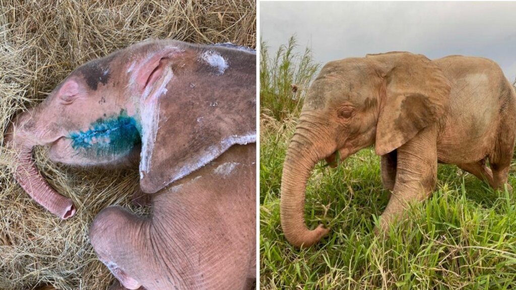 Raise Khanyisa Orphaned Elephant Snaring Survivor