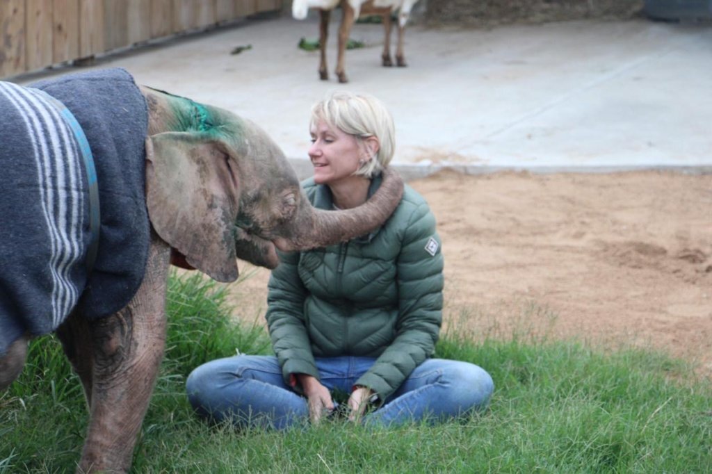 Raise Khanyisa Orphaned Elephant Snaring Survivor