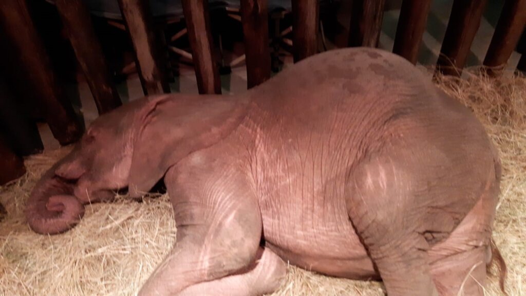 Raise Khanyisa Orphaned Elephant Snaring Survivor