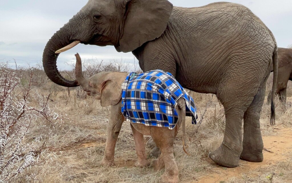 Raise Khanyisa Orphaned Elephant Snaring Survivor