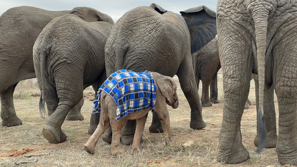 Raise Khanyisa Orphaned Elephant Snaring Survivor