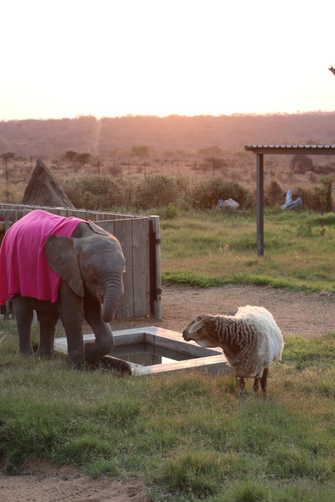 Raise Khanyisa Orphaned Elephant Snaring Survivor