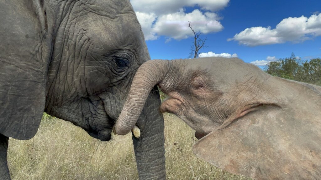 Raise Khanyisa Orphaned Elephant Snaring Survivor