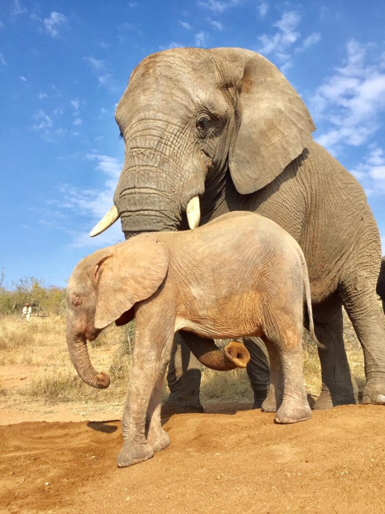 Raise Khanyisa Orphaned Elephant Snaring Survivor