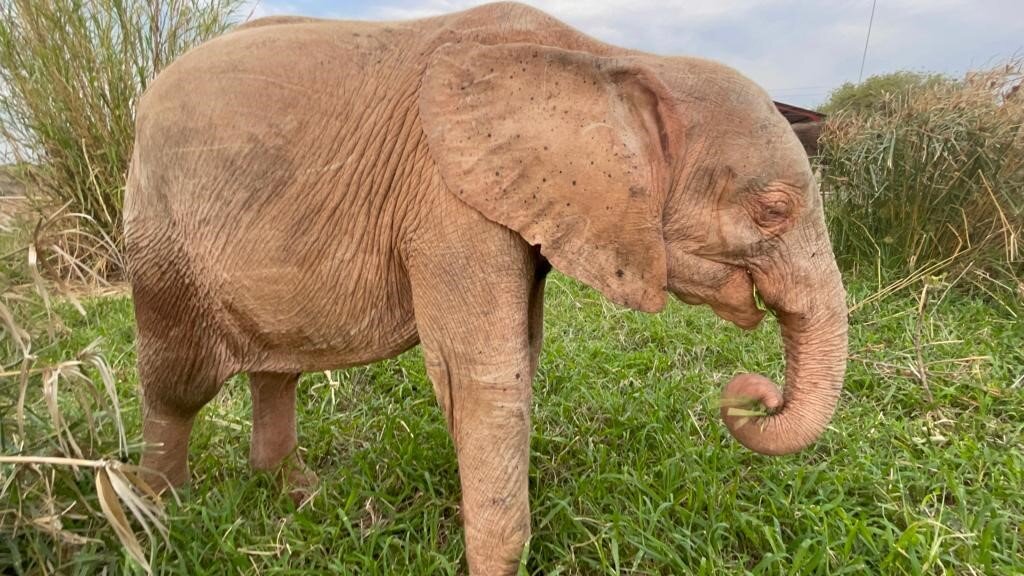 Raise Khanyisa Orphaned Elephant Snaring Survivor
