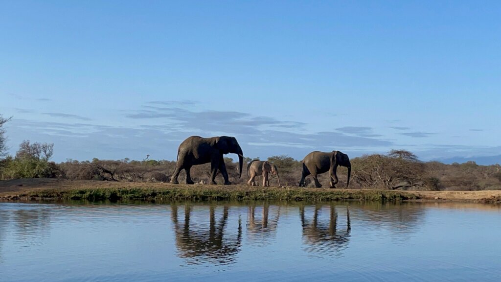 Raise Khanyisa Orphaned Elephant Snaring Survivor