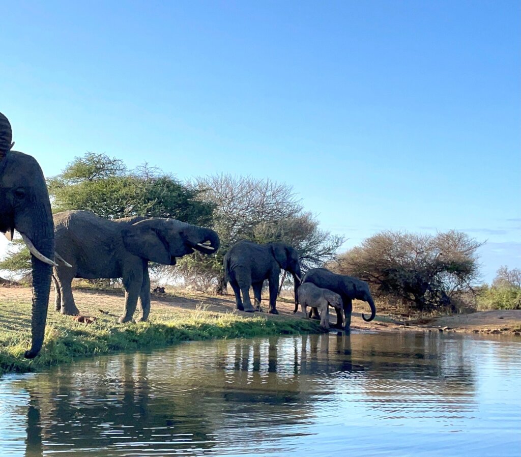 Raise Khanyisa Orphaned Elephant Snaring Survivor
