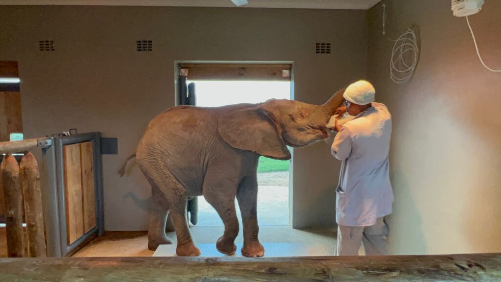 Raise Khanyisa Orphaned Elephant Snaring Survivor