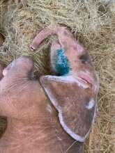 Khanyisa treated wounds shortly after being found