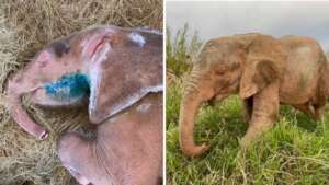 Khanyisa before and after recovery