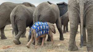 Jabulani herd and Khanyisa