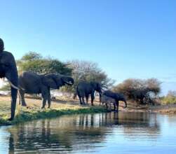 Jabulani herd and Khanyisa