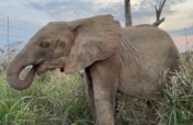 Raise Khanyisa Orphaned Elephant Snaring Survivor