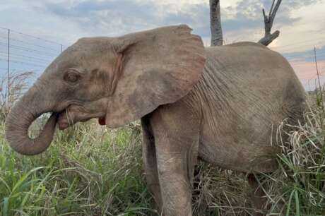 Raise Khanyisa Orphaned Elephant Snaring Survivor