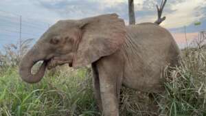 Raise Khanyisa Orphaned Elephant Snaring Survivor