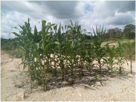 Biochar: Bringing toxic land back  to life