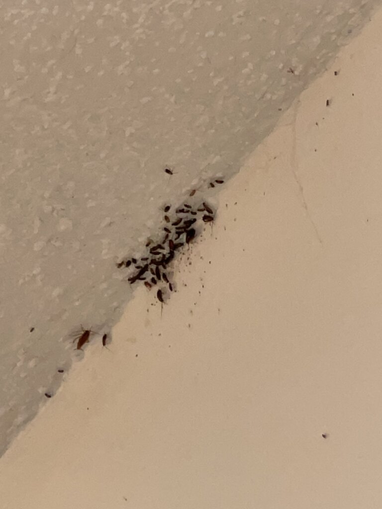 Help a Single Mom in Crisis this Holiday Season