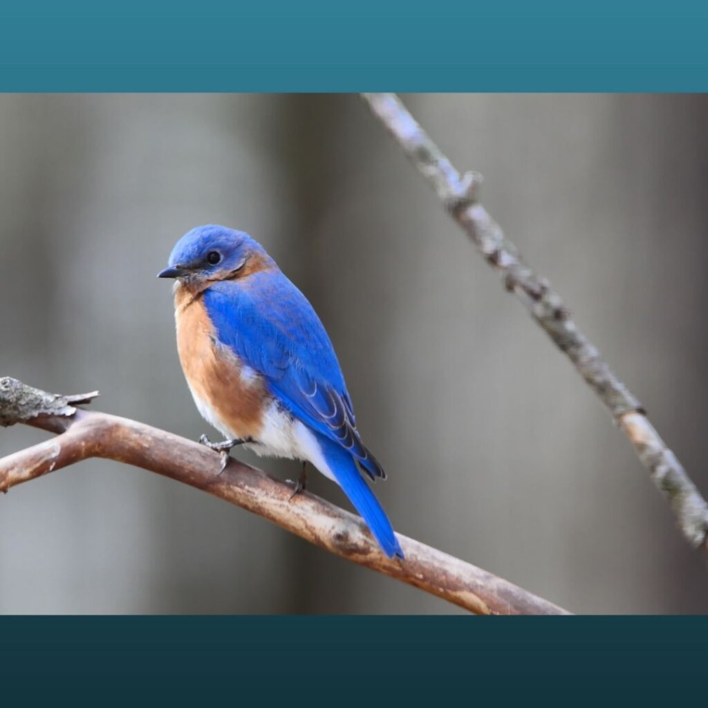 Tackling illegal trade in North American songbirds
