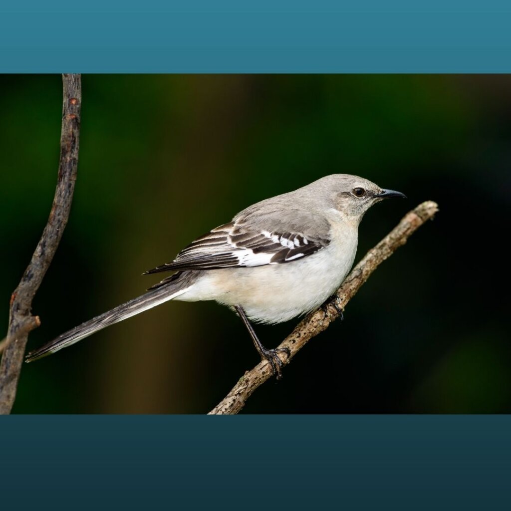 Tackling illegal trade in North American songbirds