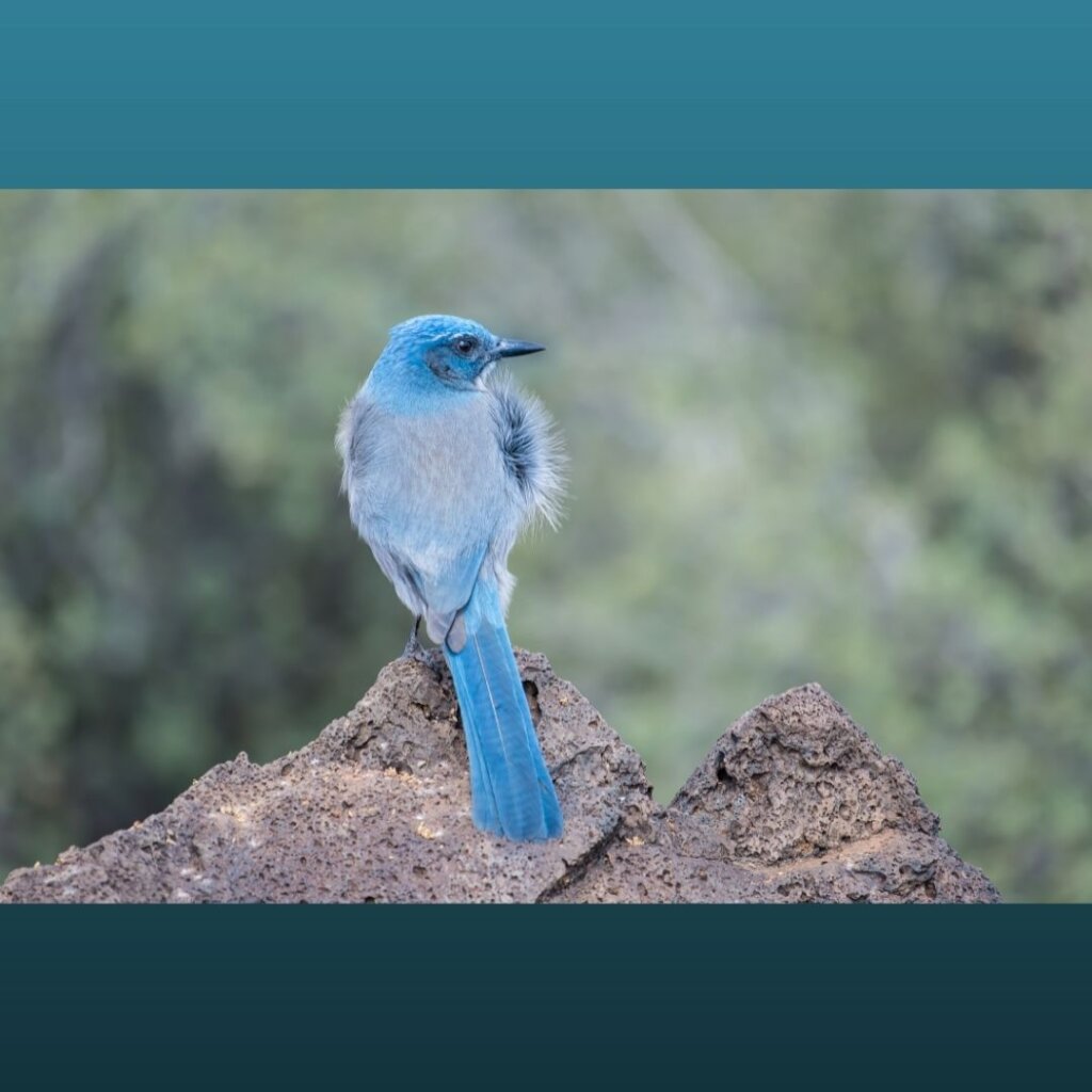 Tackling illegal trade in North American songbirds