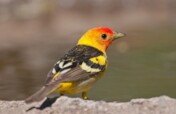 Tackling illegal trade in North American songbirds