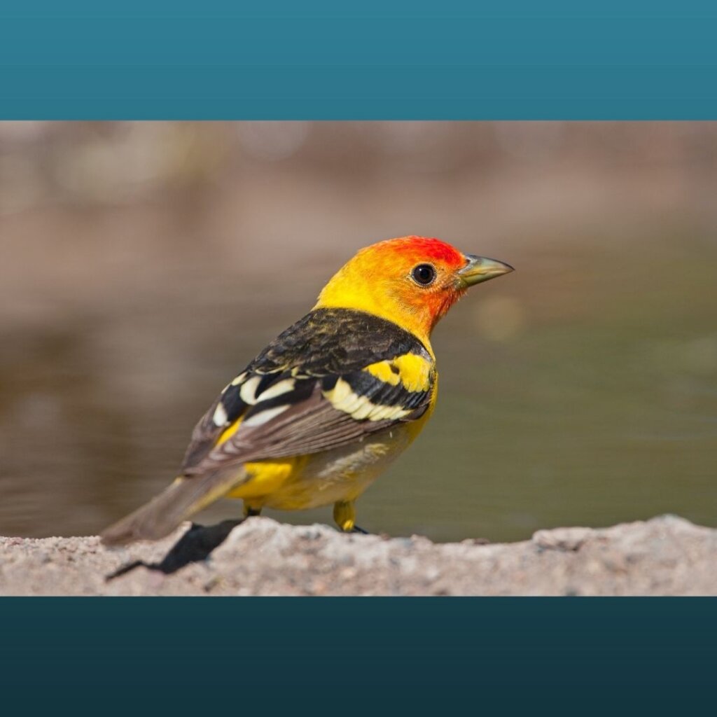 Tackling illegal trade in North American songbirds