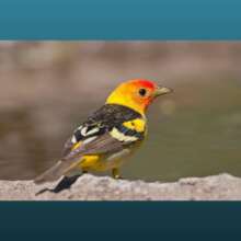 Tackling illegal trade in North American songbirds