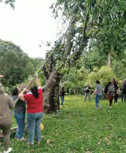 Gathering fruit in Carol's garden