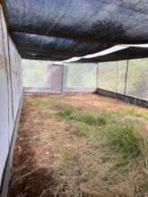 House & Fruit Bat Flight Cage (Medium)