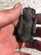 Anche was skin and bone when she arrived.