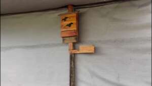Bat housing for the bats to roost in.